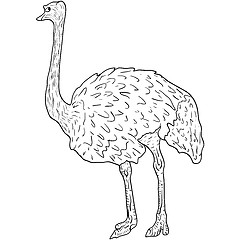 Image showing Sketch big ostrich standing on a white background. illustration