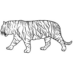 Image showing Sketch beautiful tiger on a white background. illustration