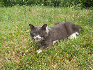 Image showing Scared Cat Snarling