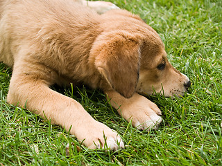 Image showing Tired Puppy on Grass