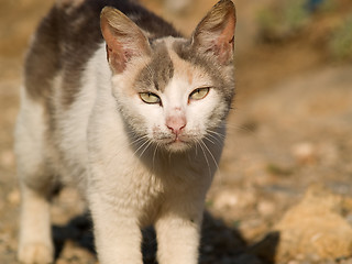 Image showing Mixed-bred Cat Telezoom