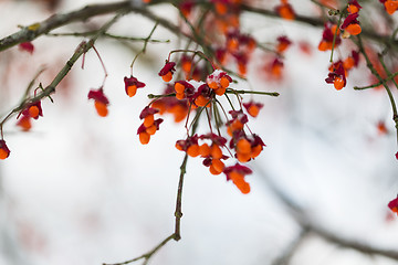 Image showing spindle or euonymus branch with fruits in winter