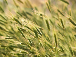 Image showing Wheat Ears in Field