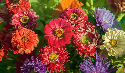 Image showing Beautiful flowers of pink and red chrysanthemums.