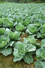 Image showing Rows of grown cabbages in Cameron Highland