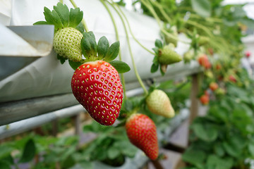 Image showing Fresh strawberries that are grown in greenhouses