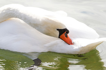 Image showing White swan