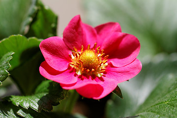 Image showing Strawberry flower