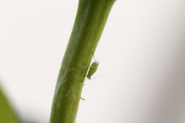 Image showing Green aphid