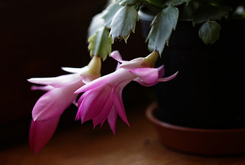 Image showing Christmas cactus