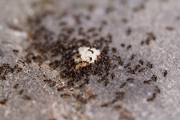 Image showing Ants of bread