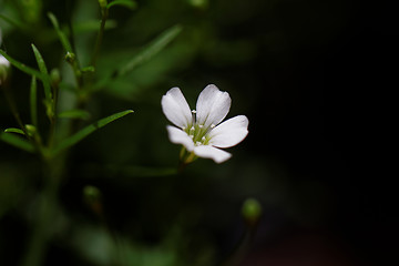 Image showing Sweet alyssum