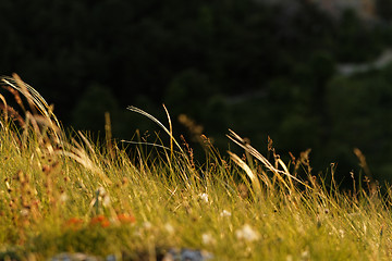 Image showing Green grass