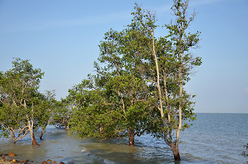 Image showing Mangrove trees along the shore 