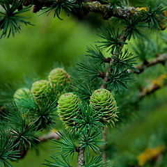 Image showing Young Sprouts Green Cones