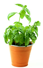 Image showing Fresh Green Basil