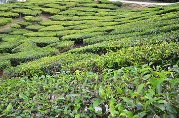 Image showing Tea plantation located in Cameron Highlands