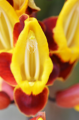 Image showing Thunbergia mysorensis, also called Mysore trumpetvine