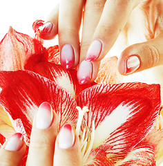 Image showing beauty delicate hands with pink Ombre design manicure holding re