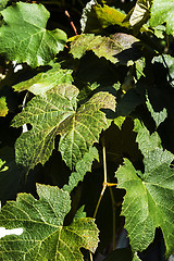 Image showing Grape - leaves 