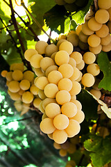 Image showing White grape