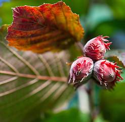 Image showing hazelnut on a tree