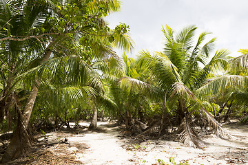 Image showing Green palm trees in the jungle of Seychelles