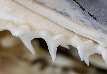 Image showing Row of shark teeth in jaw