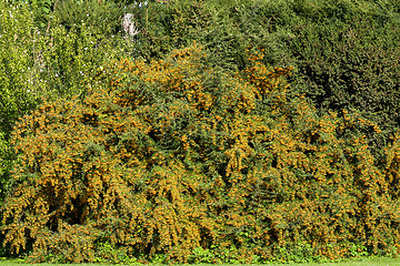 Image showing Sea buckthorn branch, close-up (Hippophae rhamnoides)