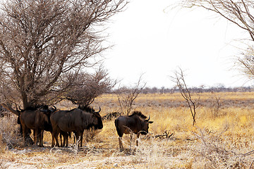 Image showing wild Wildebeest Gnu