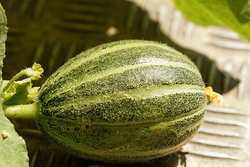 Image showing Small green pumpkin