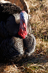 Image showing Turkey in nature