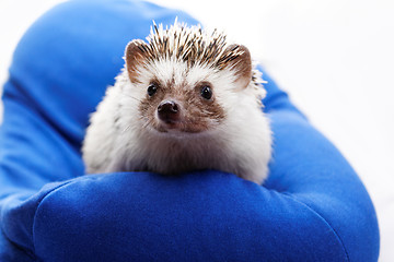 Image showing Cute hedgehog