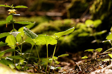 Image showing Undergrowth