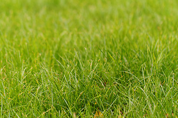 Image showing Green grass