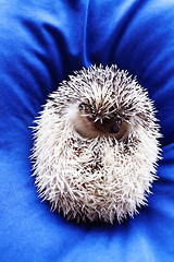 Image showing Cute hedgehog