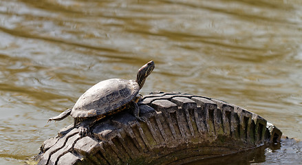 Image showing Cute turtle