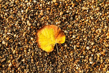 Image showing Leaf on pebbles