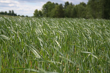 Image showing corn field