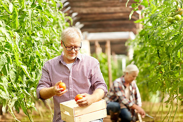 Image showing old man picking tomatoes up at farm greenhouse