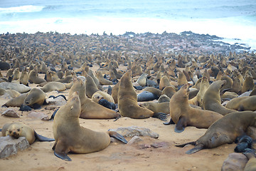 Image showing Seals at Cape Cross