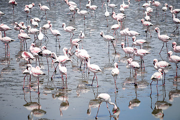 Image showing Flamingoes