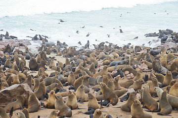 Image showing Seals at Cape Cross