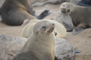 Image showing Seals at Cape Cross