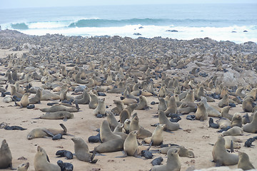 Image showing Seals at Cape Cross