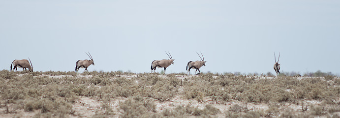 Image showing oryxes