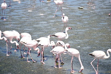 Image showing Flamingoes