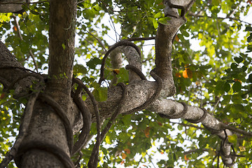 Image showing THAILAND ISAN UDON THANI PHU PHRA BAT FOREST