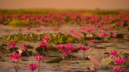 Image showing THAILAND ISAN UDON THANI KUMPHAWAPI LOTUS LAKE