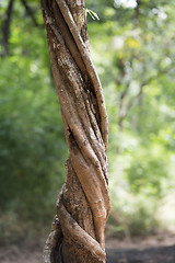 Image showing THAILAND ISAN UDON THANI PHU PHRA BAT FOREST